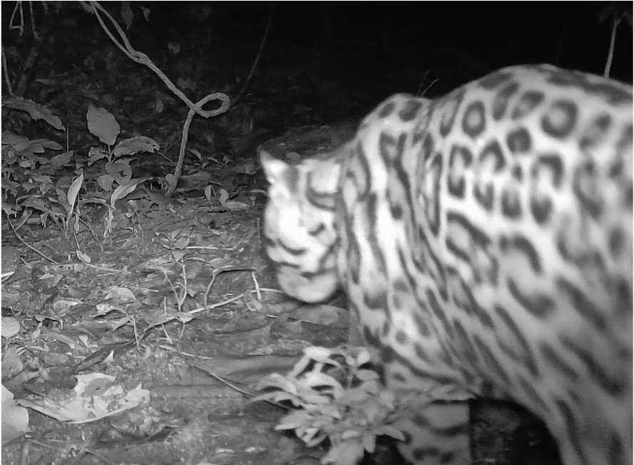 Plan de Acción de Biodiversidad